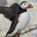 puffin_atlantic_msi_v_0601_can1629.jpg